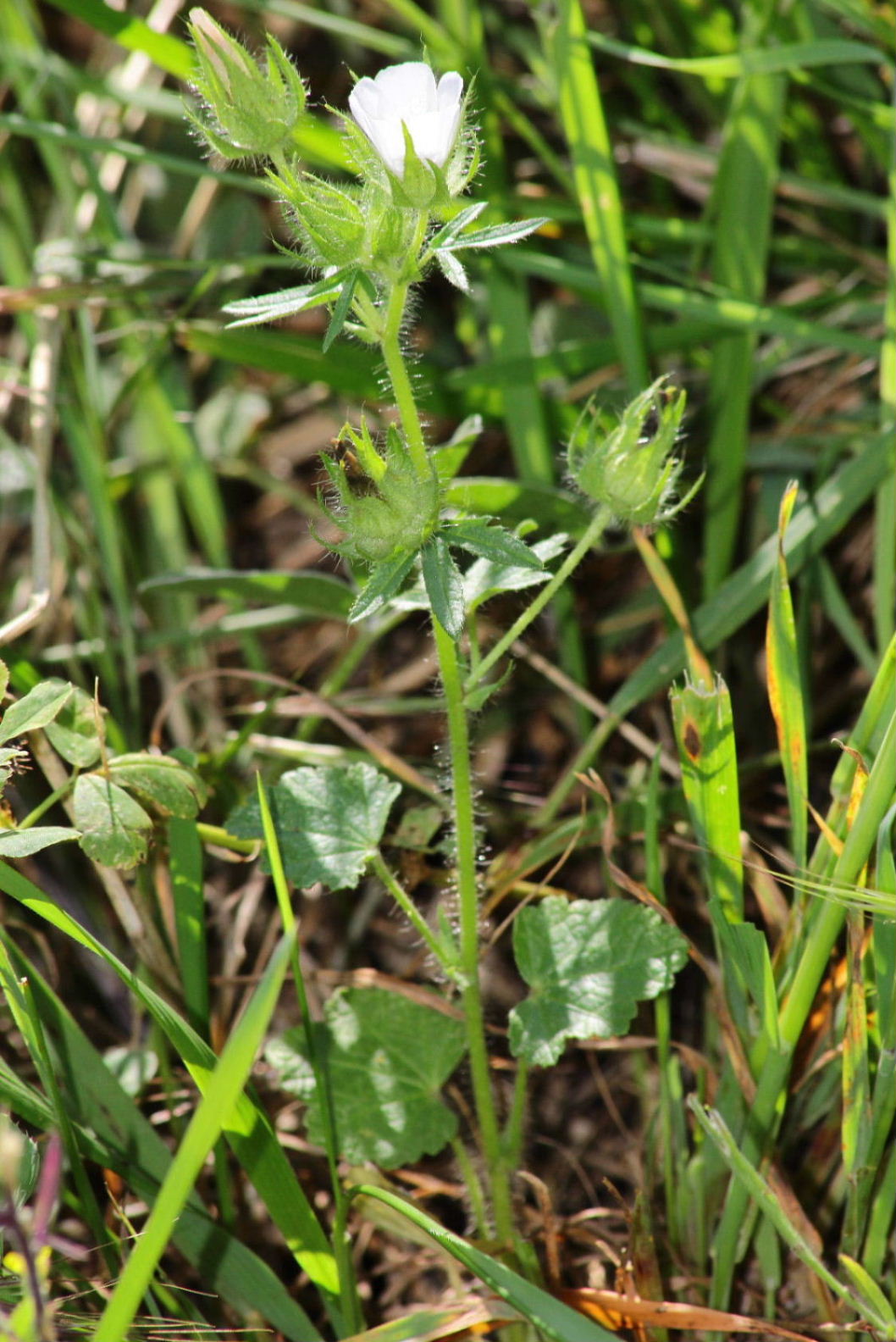 Althaea hirsuta / Altea ispida